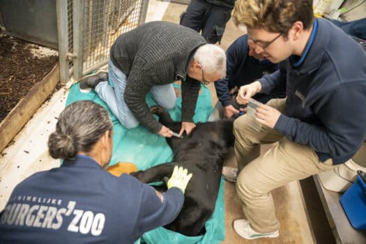 BURGERS’ ZOO ZIET BEREN OP DE WEG